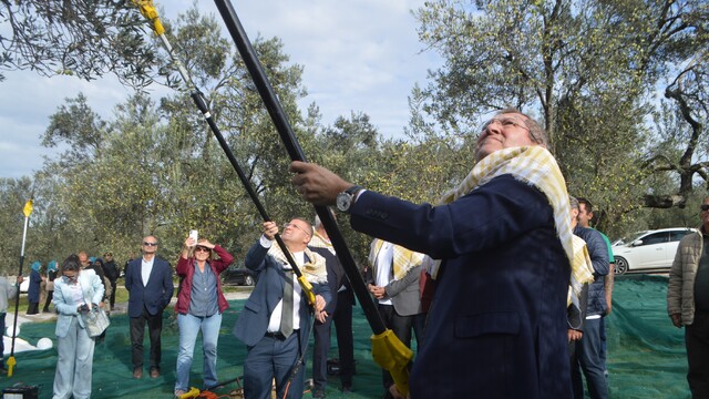 21. Uluslararası Zeytin Hasat ve Turizm Festivali'nde hasat yapıldı