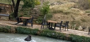 İnsanları görünce suya atladı! Yavru ayının kaçışı kamerada
