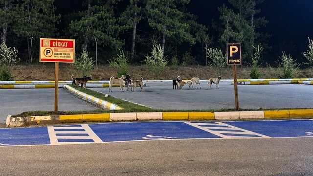 Pelitözü Gölpark'ta köpek yoğunluğu vatandaşları tedirgin ediyor