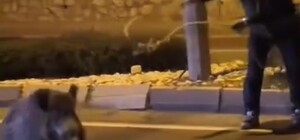 Yaban domuzunu kement atarak yakaladı