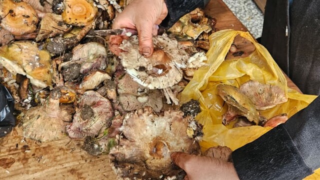 Andırın dağları mantarlarla doldu